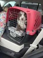 Pluto, a male Miniature American Shepherd for sale in Sugar Land, TX – Photo 3 of 5