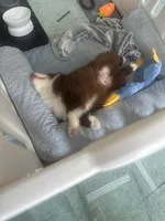 Pluto, a male Miniature American Shepherd for sale in Sugar Land, TX – Photo 5 of 5