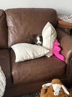 Pluto, a male Miniature American Shepherd for sale in Sugar Land, TX – Photo 4 of 5