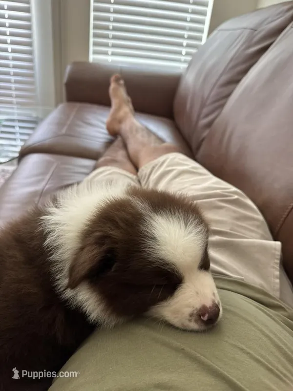 Pluto – Miniature American Shepherd puppy for sale in Sugar Land, TX