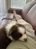 Pluto, a male Miniature American Shepherd for sale in Sugar Land, TX – Photo 1 of 5