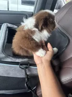 Pluto, a male Miniature American Shepherd for sale in Sugar Land, TX – Photo 2 of 5