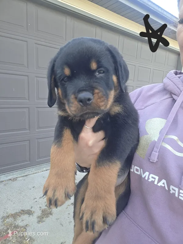 Black – Rottweiler puppy for sale in Remer, MN