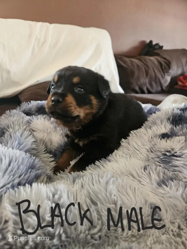 Black – Rottweiler puppy for sale in Remer, MN