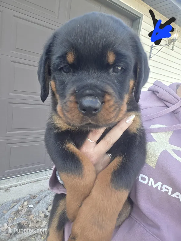 Black and Blue – Rottweiler puppy for sale in Remer, MN