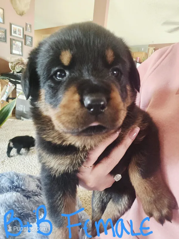 Black and Blue – Rottweiler puppy for sale in Remer, MN