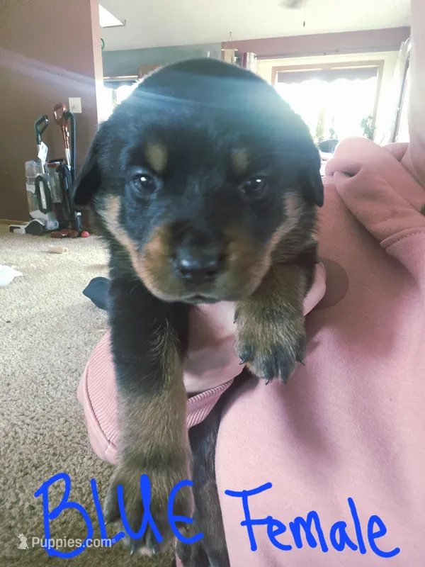 Blue – Rottweiler puppy for sale in Remer, MN