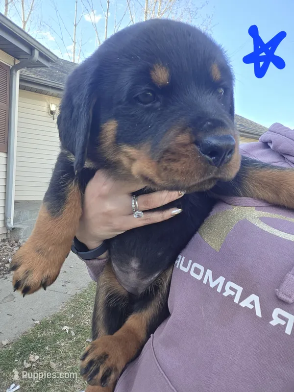 Blue – Rottweiler puppy for sale in Remer, MN