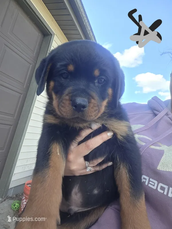 Silver – Rottweiler puppy for sale in Remer, MN