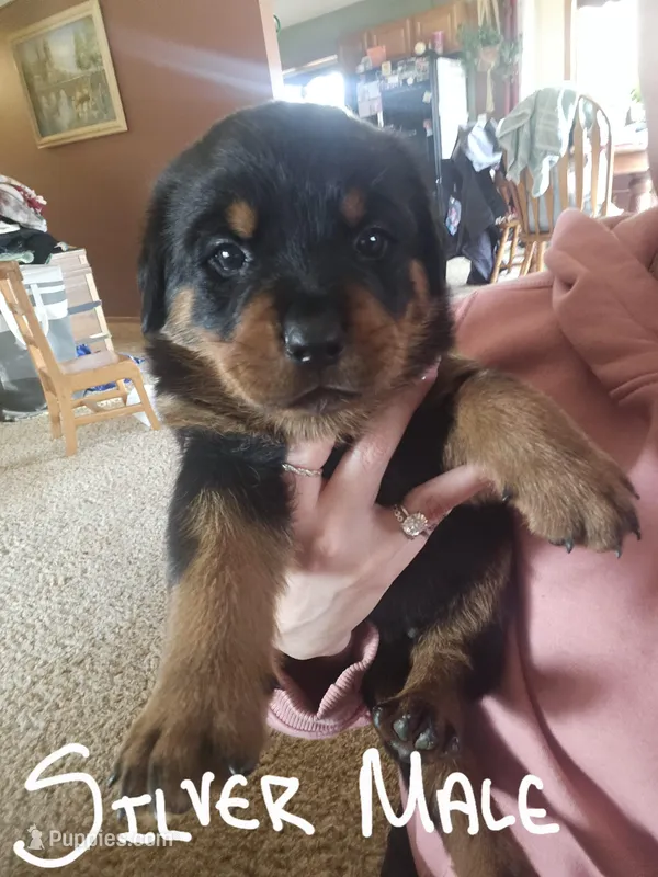 Silver – Rottweiler puppy for sale in Remer, MN