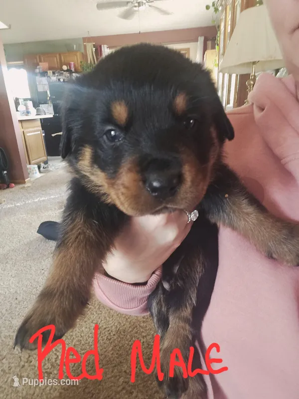 Red – Rottweiler puppy for sale in Remer, MN