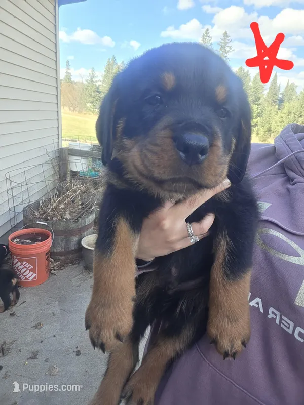 Red – Rottweiler puppy for sale in Remer, MN