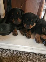 Pink, a female Rottweiler for sale in Remer, MN – 6 of 8