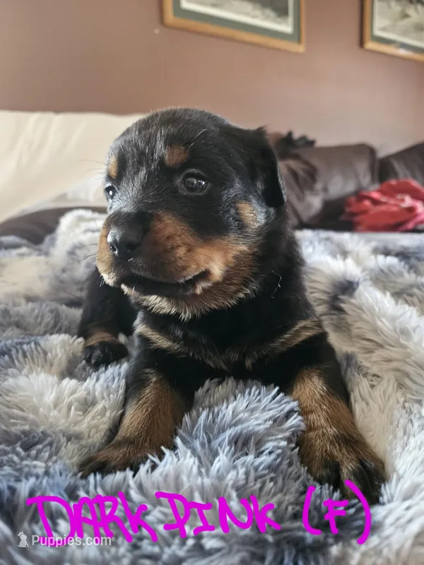 Dark Pink – Rottweiler puppy for sale in Remer, MN