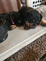 Pink, a female Rottweiler for sale in Remer, MN – 3 of 8