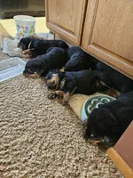 Pink, a female Rottweiler for sale in Remer, MN – 7 of 8