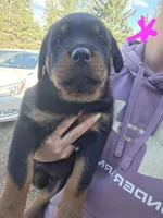 Pink, a female Rottweiler for sale in Remer, MN – 8 of 8