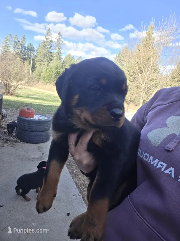 Pink – Rottweiler puppy for sale in Remer, MN