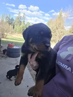 Pink, a female Rottweiler for sale in Remer, MN – 1 of 8