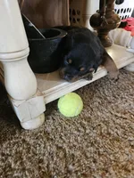 Pink, a female Rottweiler for sale in Remer, MN – 4 of 8