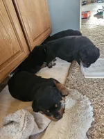 Pink, a female Rottweiler for sale in Remer, MN – 5 of 8