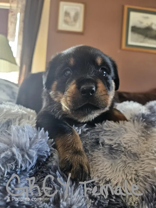 Grey – Rottweiler puppy for sale in Remer, MN