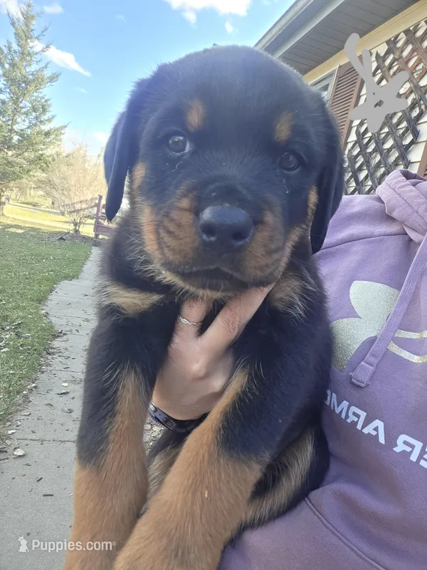 Grey – Rottweiler puppy for sale in Remer, MN