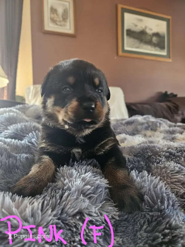 Light pink – Rottweiler puppy for sale in Remer, MN