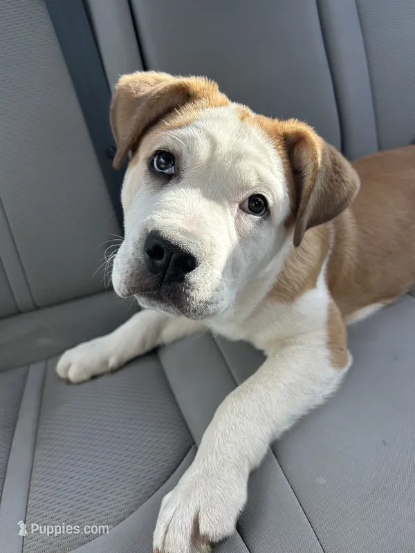 Benji – American Bulldog, American Pit Bull Terrier puppy for sale in Hillsboro, OR