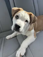 Benji, a male American Bulldog and American Pit Bull Terrier for sale in Hillsboro, OR – 1 of 4