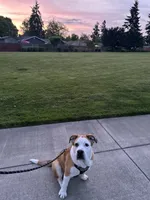 Benji, a male American Bulldog and American Pit Bull Terrier for sale in Hillsboro, OR – 2 of 4