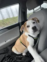 Benji, a male American Bulldog and American Pit Bull Terrier for sale in Hillsboro, OR – 3 of 4