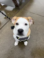 Benji, a male American Bulldog and American Pit Bull Terrier for sale in Hillsboro, OR – 4 of 4