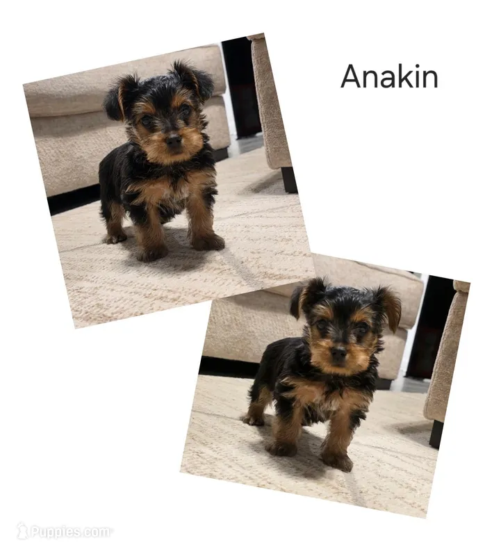 Anakin