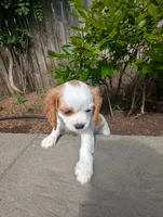 Butter Pecan, a male Cavalier King Charles Spaniel for sale in Hillsboro, OR – 6 of 6