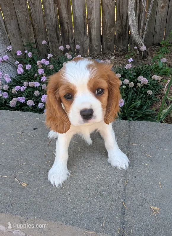 Cookie Dough – Cavalier King Charles Spaniel puppy on hold in Hillsboro, OR
