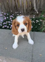 Cookie Dough, a female Cavalier King Charles Spaniel for sale in Hillsboro, OR – 1 of 1