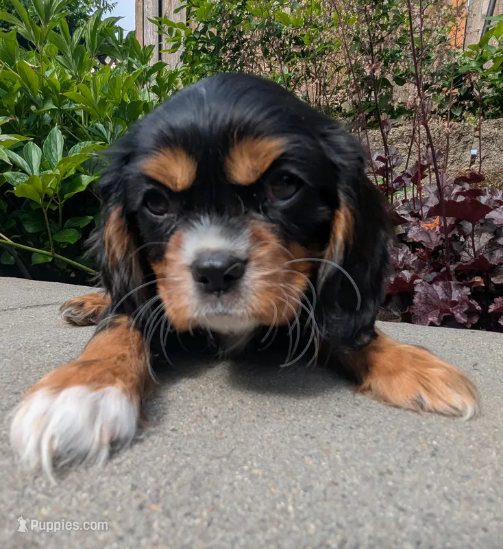 Rocky Road – Cavalier King Charles Spaniel puppy for sale in Hillsboro, OR