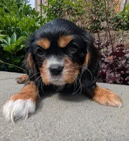 Rocky Road, a male Cavalier King Charles Spaniel for sale in Hillsboro, OR – 1 of 7