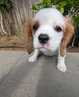 Butter Pecan, a male Cavalier King Charles Spaniel for sale in Hillsboro, OR – 5 of 6