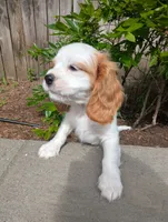 Butter Pecan, a male Cavalier King Charles Spaniel for sale in Hillsboro, OR – 2 of 6