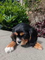 Rocky Road, a male Cavalier King Charles Spaniel for sale in Hillsboro, OR – 3 of 7