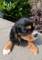 Rocky Road, a male Cavalier King Charles Spaniel for sale in Hillsboro, OR – 5 of 7