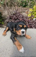 Rocky Road, a male Cavalier King Charles Spaniel for sale in Hillsboro, OR – 7 of 7