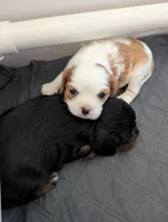 Butter Pecan, a male Cavalier King Charles Spaniel for sale in Hillsboro, OR – 4 of 6