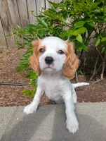 Butter Pecan, a male Cavalier King Charles Spaniel for sale in Hillsboro, OR – 1 of 6