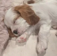 Butter Pecan, a male Cavalier King Charles Spaniel for sale in Hillsboro, OR – 3 of 6