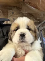 processed/1498850f-2492-4477-87ac-cbd3b3de96c8/listing/8d8bf2c8-d697-47ec-be63-5bfe721003b1/431c33ed-8f98-41ae-a1df-726e7b128cf1