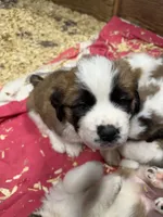 processed/1498850f-2492-4477-87ac-cbd3b3de96c8/listing/8d8bf2c8-d697-47ec-be63-5bfe721003b1/e4b0ccb3-8e6c-4403-b8f2-9d0e7d14ea87