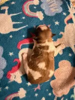 Mandy boy, a male Shichon for sale in Stewart, MN – Photo 2 of 2